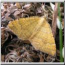 Camptogramma bilineata - Brennesselspanner 01.jpg